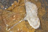 Two Fossil Ginkgo Leaves From North Dakota - Paleocene #262613-2